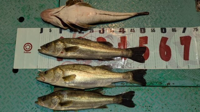 マタカ(スズキ)・コチ(マゴチ)