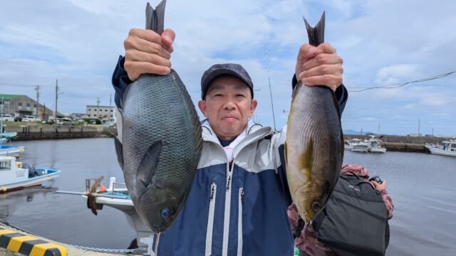 メジナ・イサキ