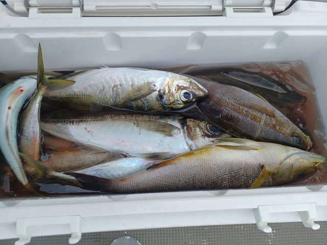 アジ(マアジ)・イサキ