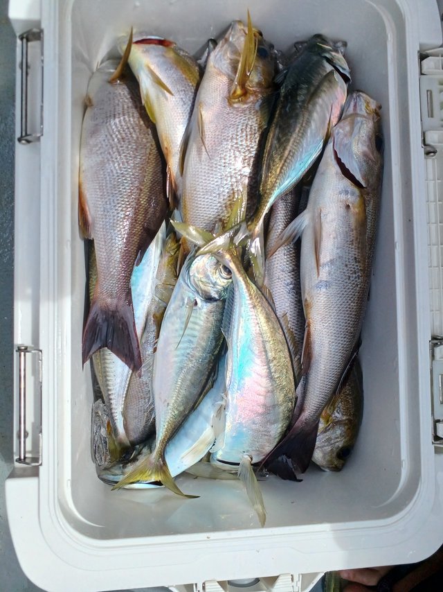 アジ(マアジ)・イサキ