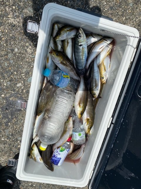 アジ(マアジ)・イサキ