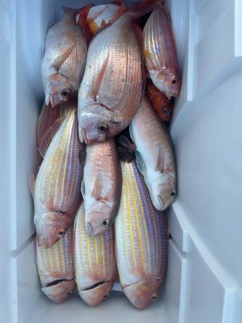 マダイ・チダイ・シロアマダイ・イトヨリダイ