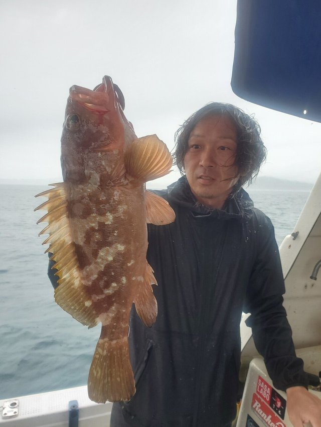 アコウ(キジハタ)