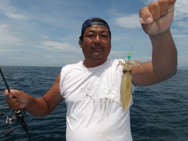 マルイカ(ケンサキイカ)