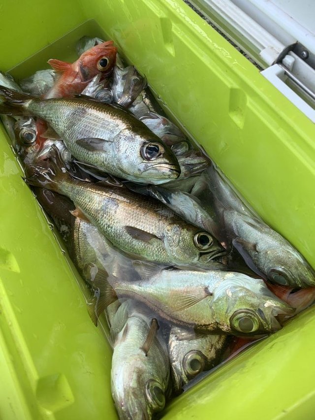 クロムツ・ユメカサゴ・シロムツ(オオメハタ)・ツボダイ