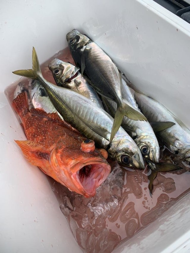 アジ(マアジ)・カサゴ