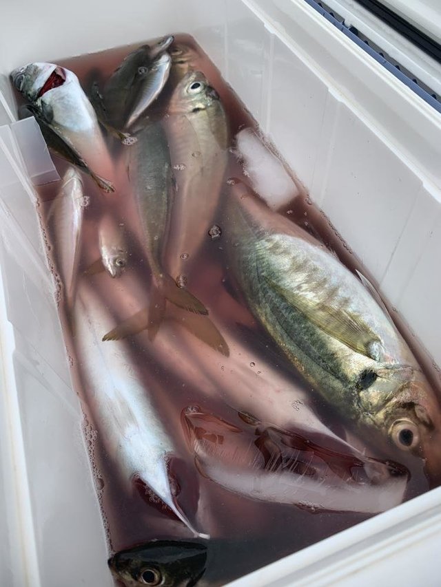 アジ(マアジ)・マルソウダ