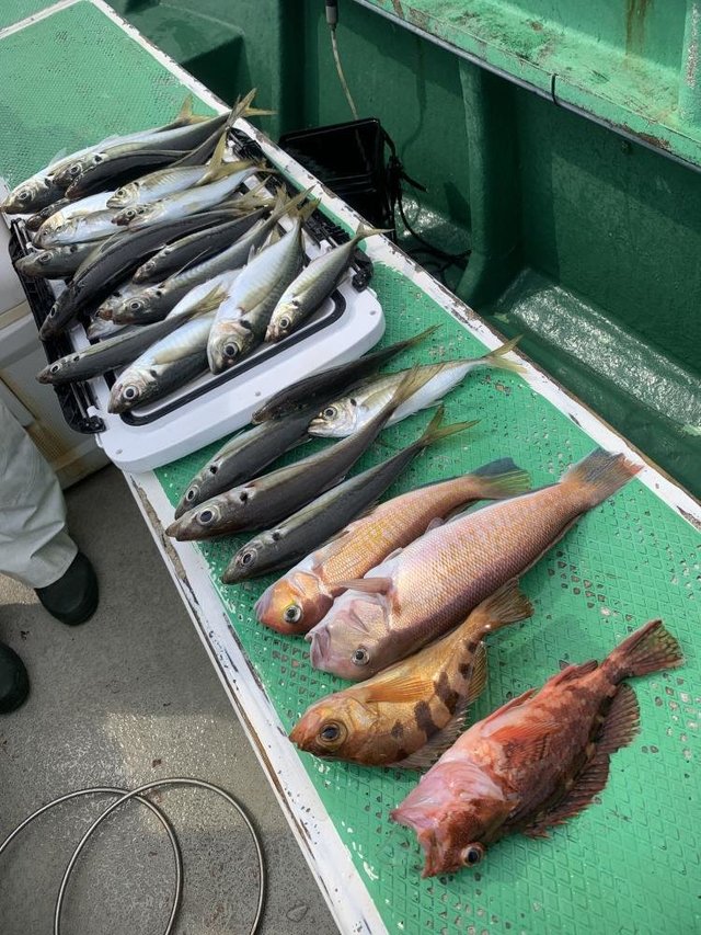 アマダイ(アカアマダイ)・シロアマダイ・イトヨリ(イトヨリダイ)・カサゴ・メバル・サバ(ゴマサバ)