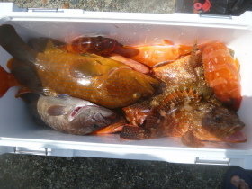 アカイサキ・マハタ・アカハタ・キジハタ・カサゴ