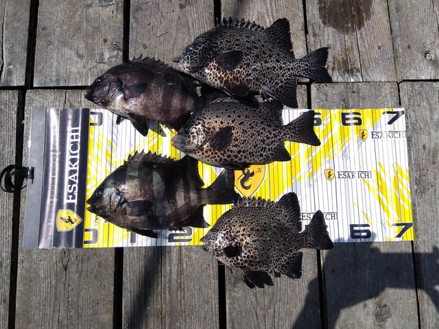 イシダイ・イシガキダイ