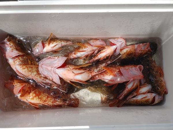 カサゴ・ソゲ(ヒラメ)