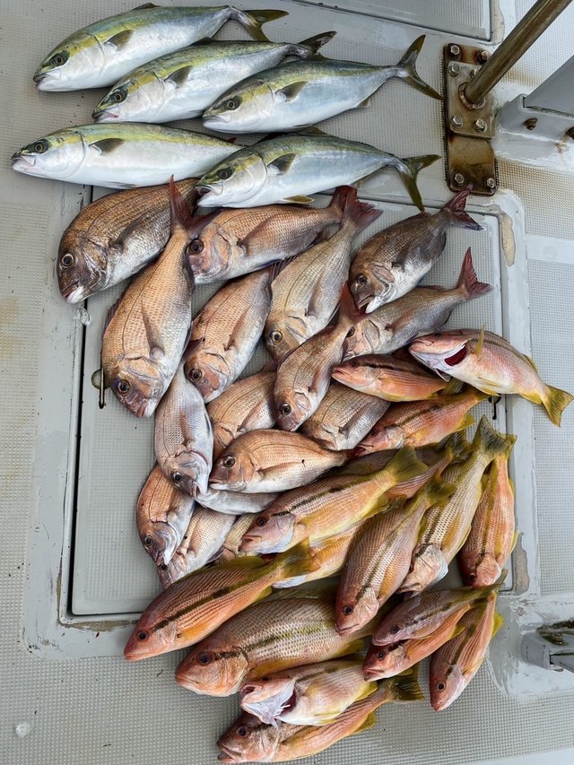 マダイ・ハマチ(ブリ)・ヨコスジフエダイ