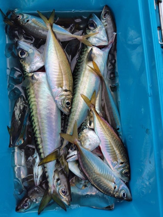 マアジ・サバ(マサバ)