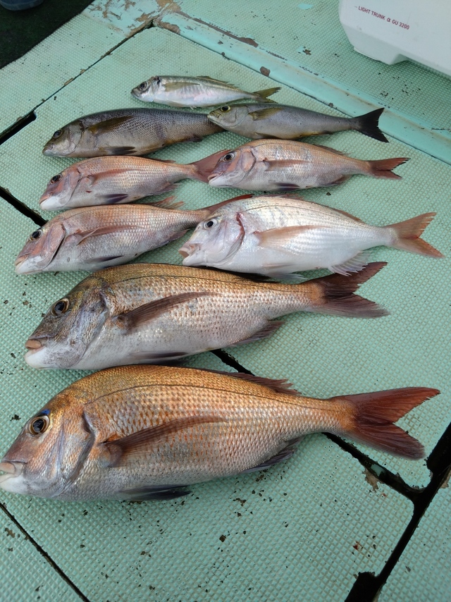 タイ(マダイ)・アジ(マアジ)・イサギ(イサキ)