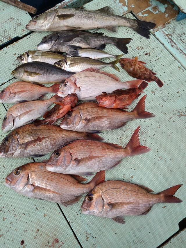 タイ(マダイ)・チヌ(クロダイ)・スズキ・アジ(マアジ)・イサギ(イサキ)