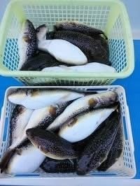 フグ(ショウサイフグ)