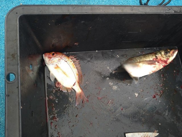 レンコ(キダイ)・アジ(マアジ)