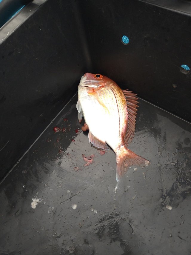 レンコ(キダイ)