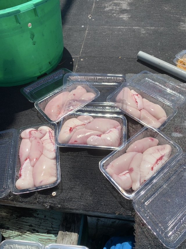 ショウサイフグ