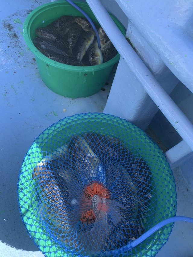 ショウサイフグ