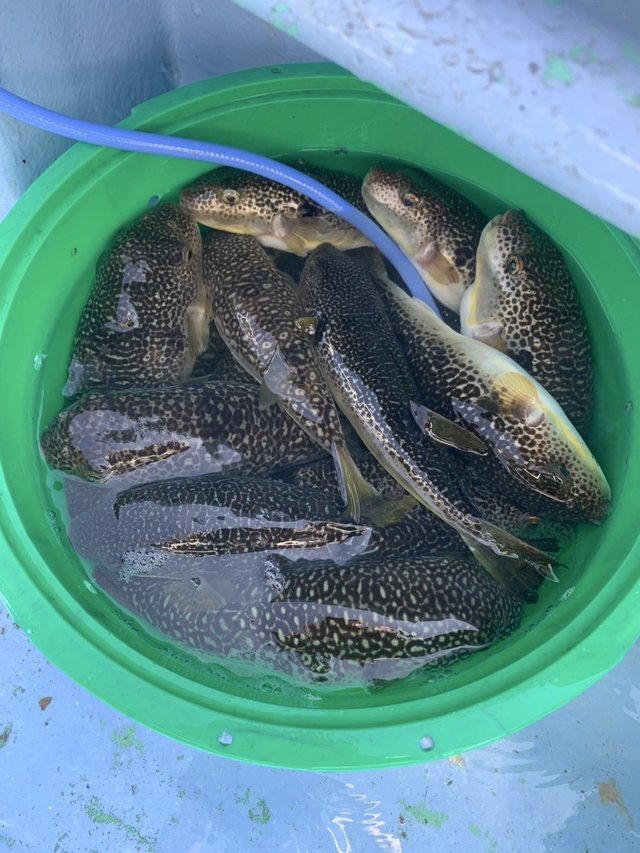 ショウサイフグ