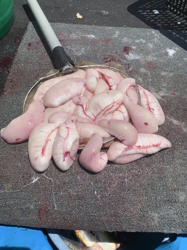 ショウサイフグ