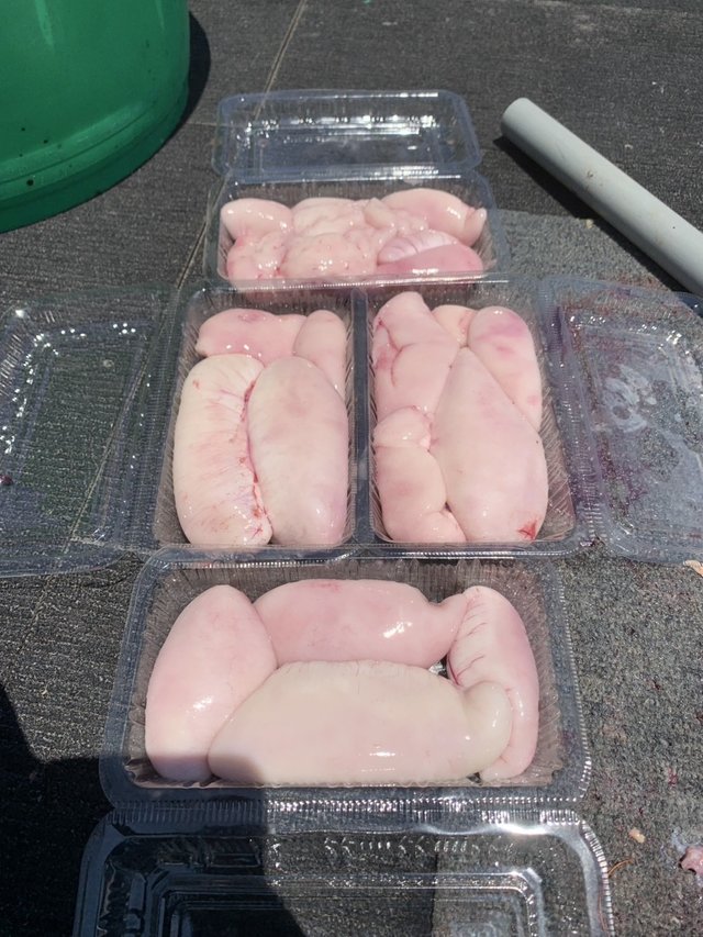 ショウサイフグ