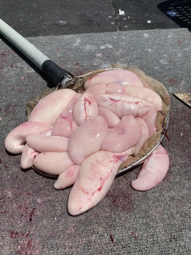 ショウサイフグ