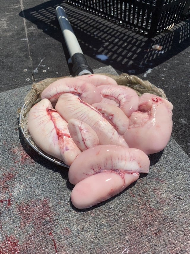 ショウサイフグ