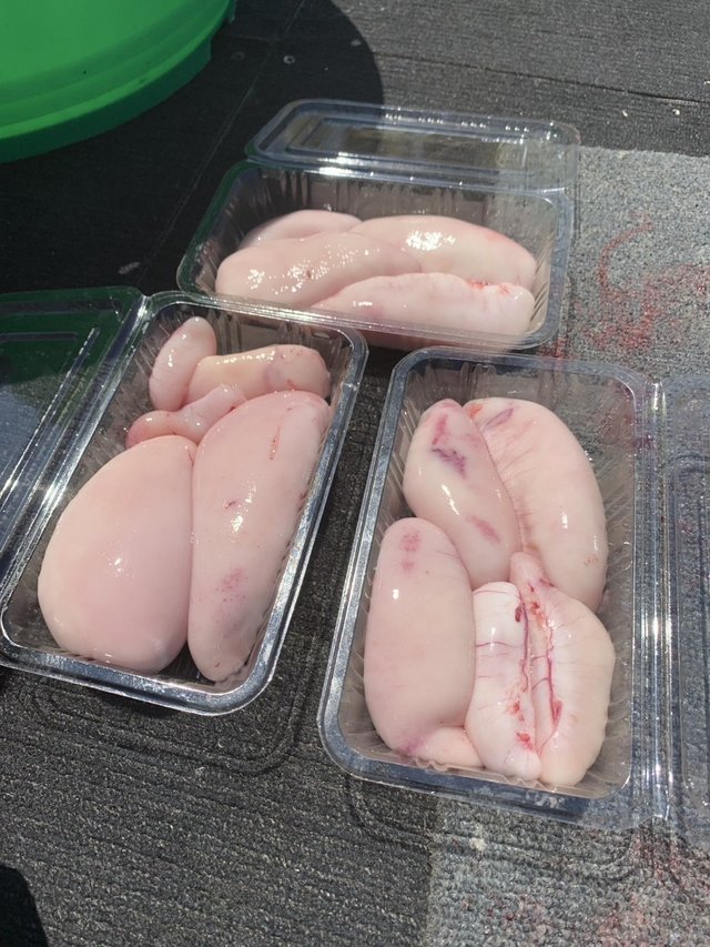 ショウサイフグ