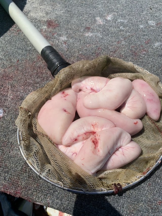 ショウサイフグ