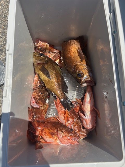 カサゴ・メバル