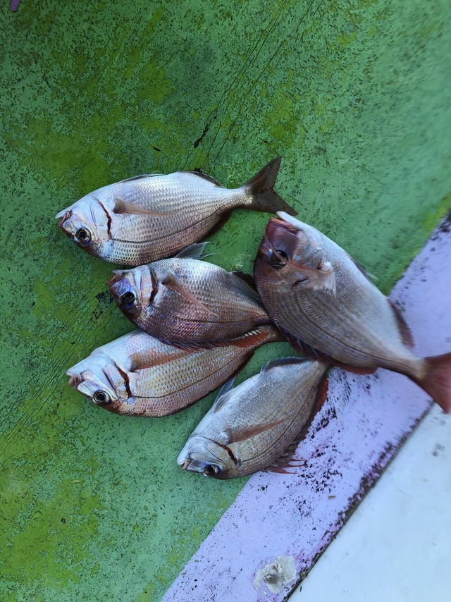 ハナダイ(チダイ)