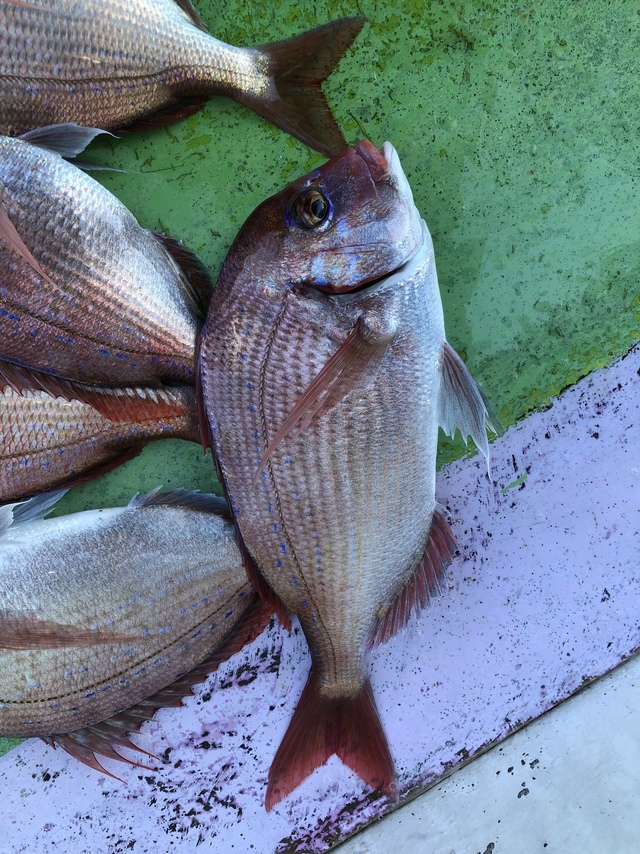 ハナダイ(チダイ)