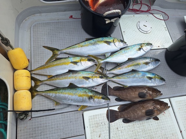 ヒラス(ヒラマサ)