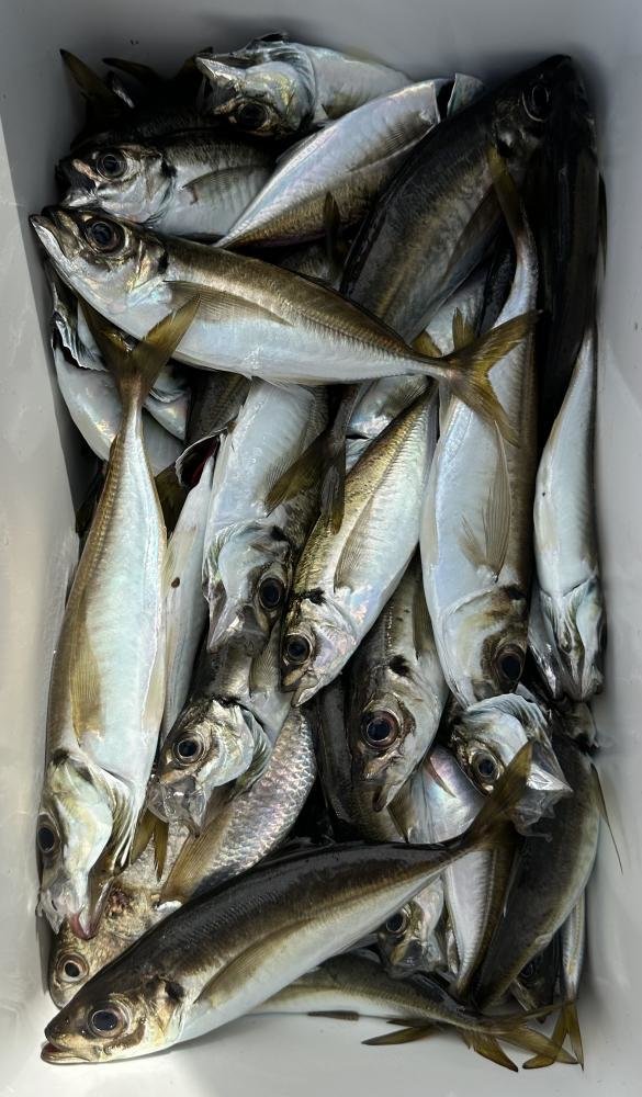 アジ(マアジ)・イシモチ(シログチ)