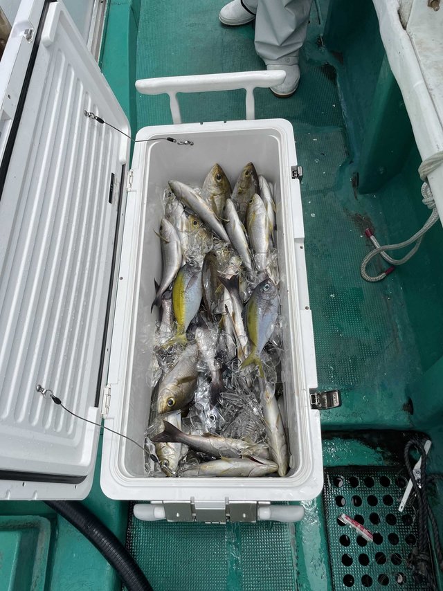 イサギ(イサキ)