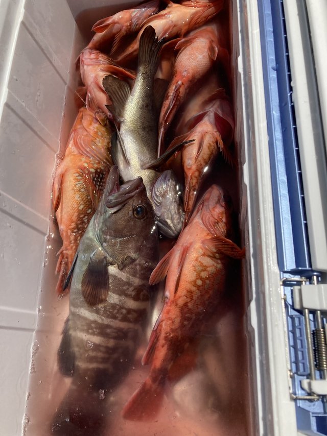 カサゴ・ハタ(マハタ)