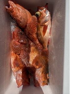 オニカサゴ・ウッカリカサゴ