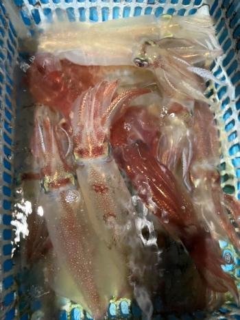 マイカ(ケンサキイカ)