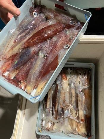 スルメイカ・マイカ(ケンサキイカ)