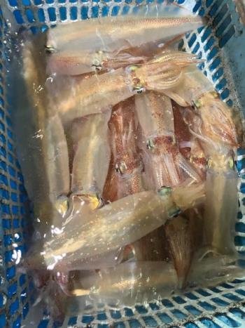 マイカ(ケンサキイカ)