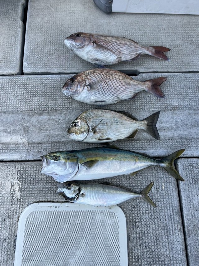 マダイ・ヘダイ・アジ(マアジ)・メジロ(ブリ)