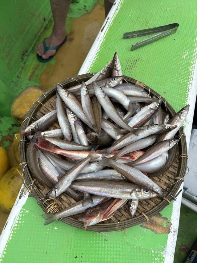 キス(シロギス)・ホウボウ