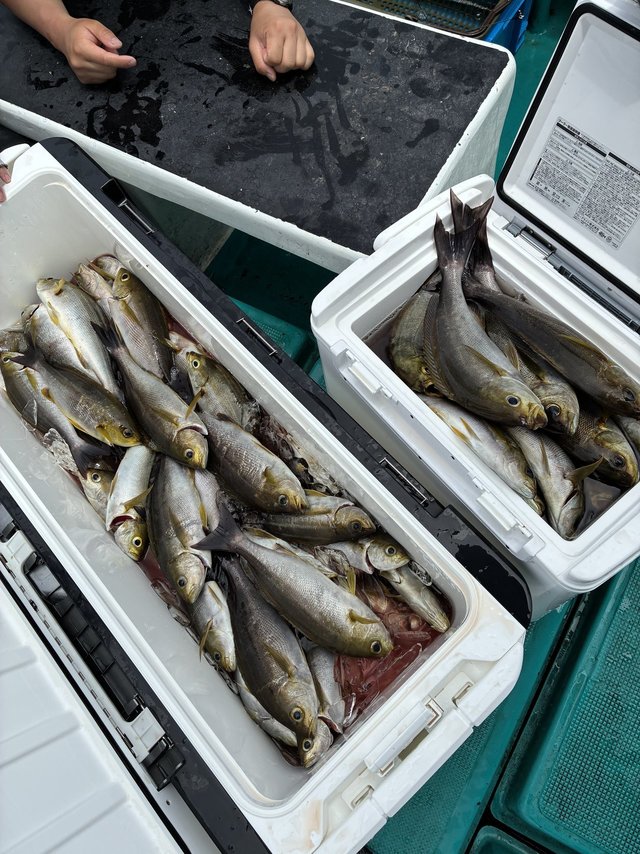 イサギ(イサキ)