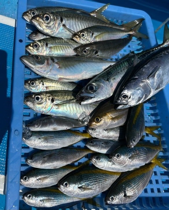 マアジ・タカベ・サバ(マサバ)・ソーダガツオ(マルソウダ)