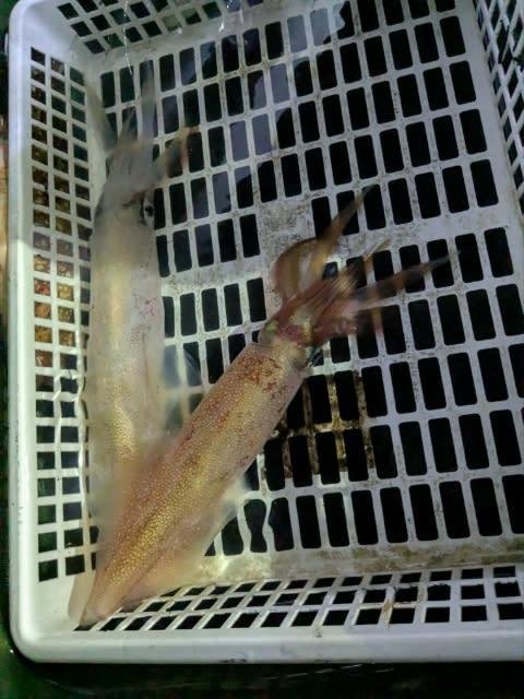 アカイカ(ケンサキイカ)