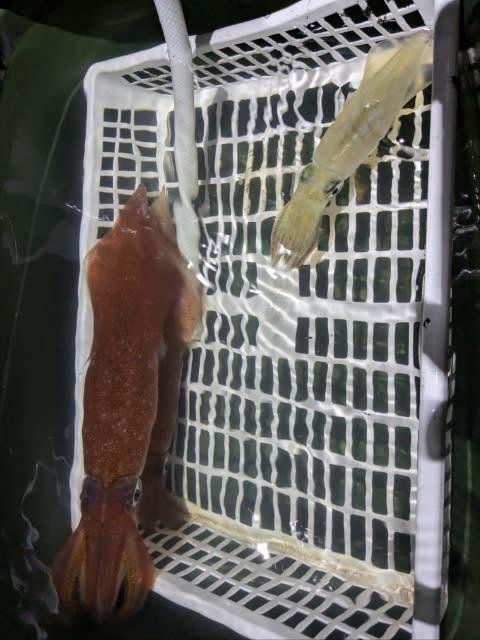 アカイカ(ケンサキイカ)