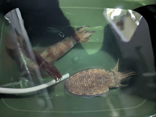 アカイカ(ケンサキイカ)・コウイカ