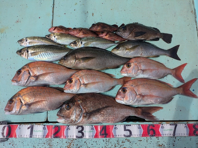 タイ(マダイ)・アジ(マアジ)・イサギ(イサキ)・メバル